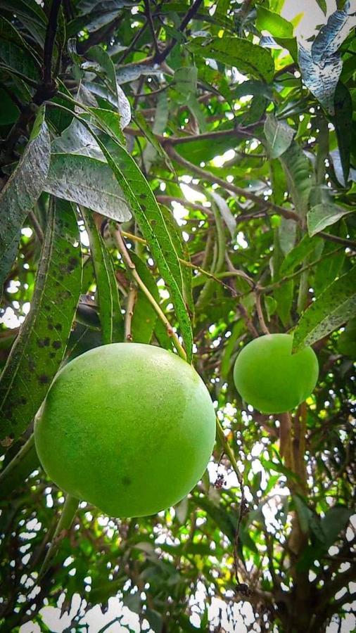 Awanaz Farmstay With Pool And Farm Animal Jitra Kedah Ngoại thất bức ảnh