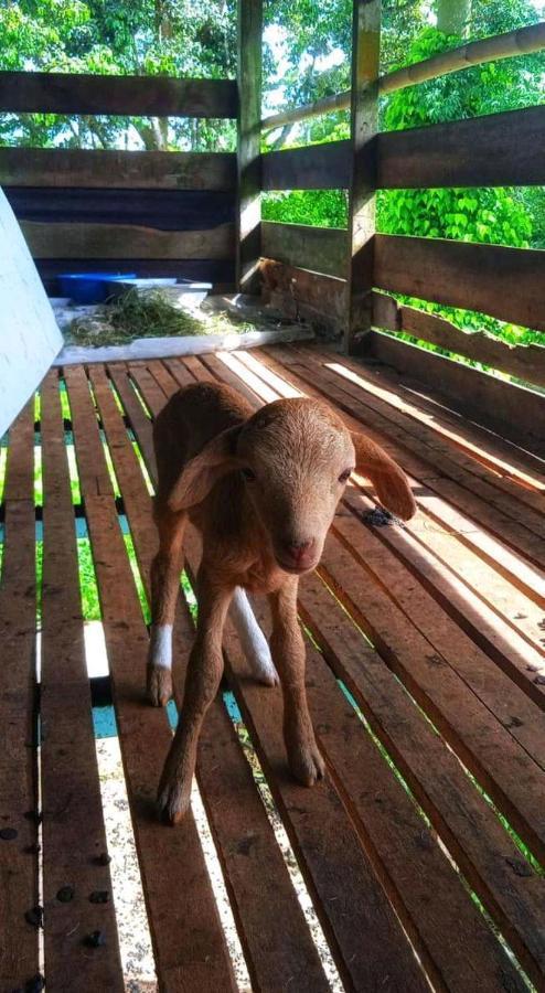 Awanaz Farmstay With Pool And Farm Animal Jitra Kedah Ngoại thất bức ảnh